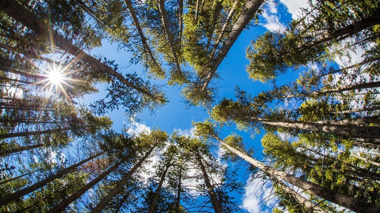 Open sky above tree tops with soft sunlight, suggesting a short outdoor pause during a busy Australian afternoon