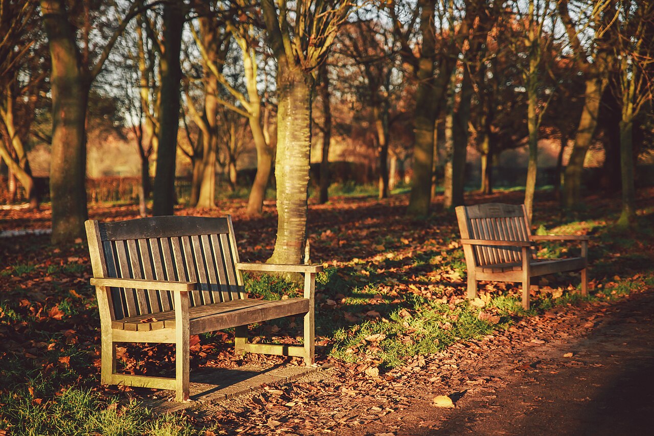 Shaded park bench beside trees in soft light, suggesting a short pause outdoors during a work break